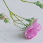 ËÄ´¨¶¦Ö®öÎÆóÒµ¹ÜÀí×ÉѯÓÐÏÞ¹«Ë¾